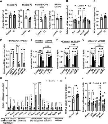 Ezetimibe, Niemann-Pick C1 like 1 inhibitor, modulates hepatic phospholipid metabolism to alleviate fat accumulation